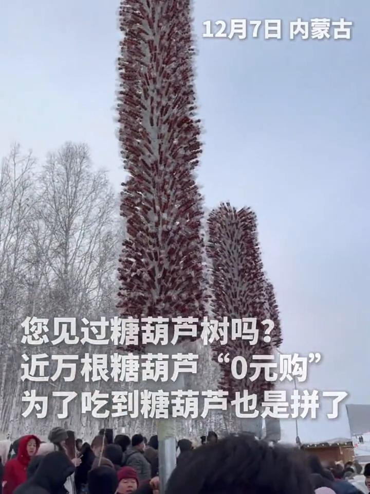 12月7日内蒙古，您见过糖葫芦树吗？近万根糖葫芦