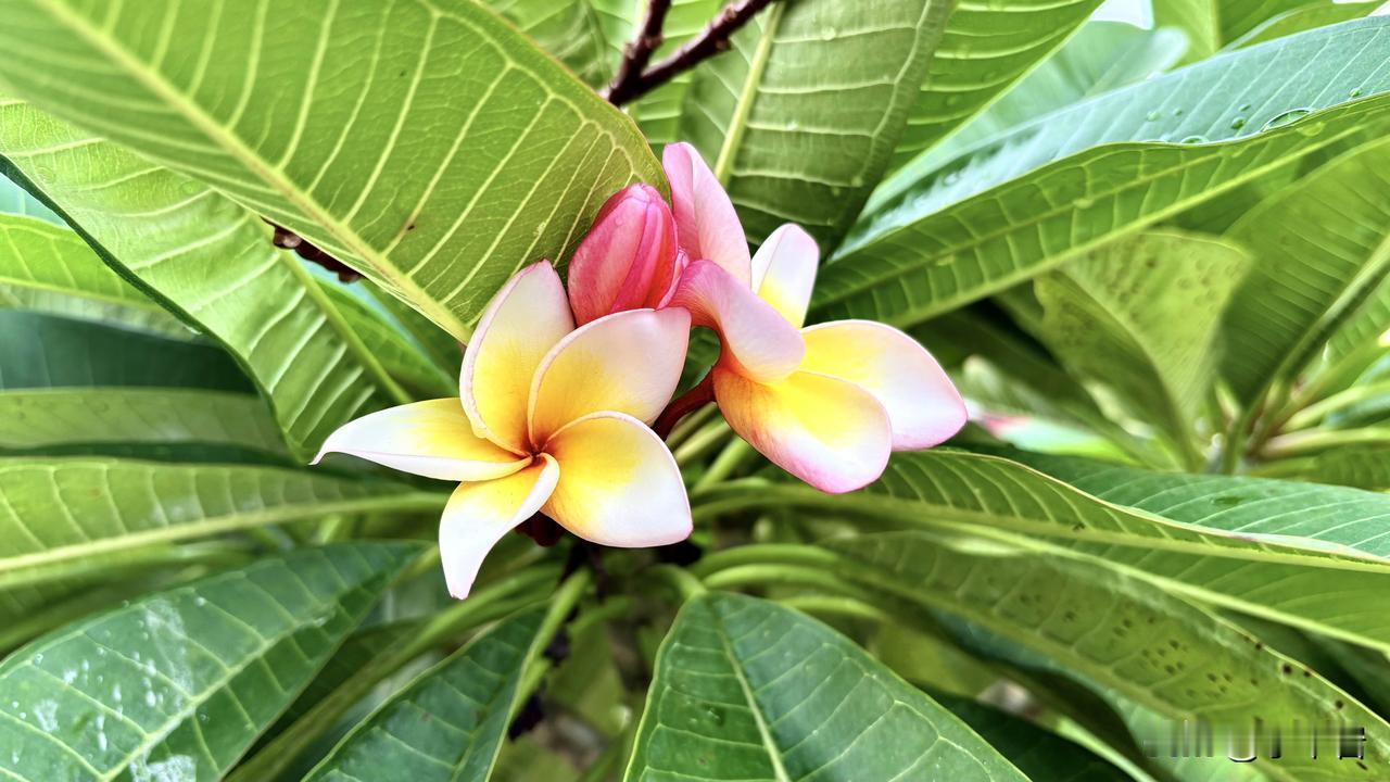 异域之花，别样美丽。新加坡与马来西亚属于亚热带气候，他们一年四季没有冬天，有的只