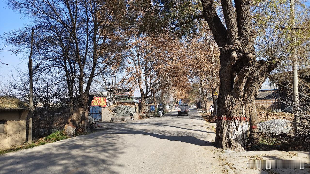 一张图证明冬天来了也是武山县洛门镇大柳树村门口拍的照片