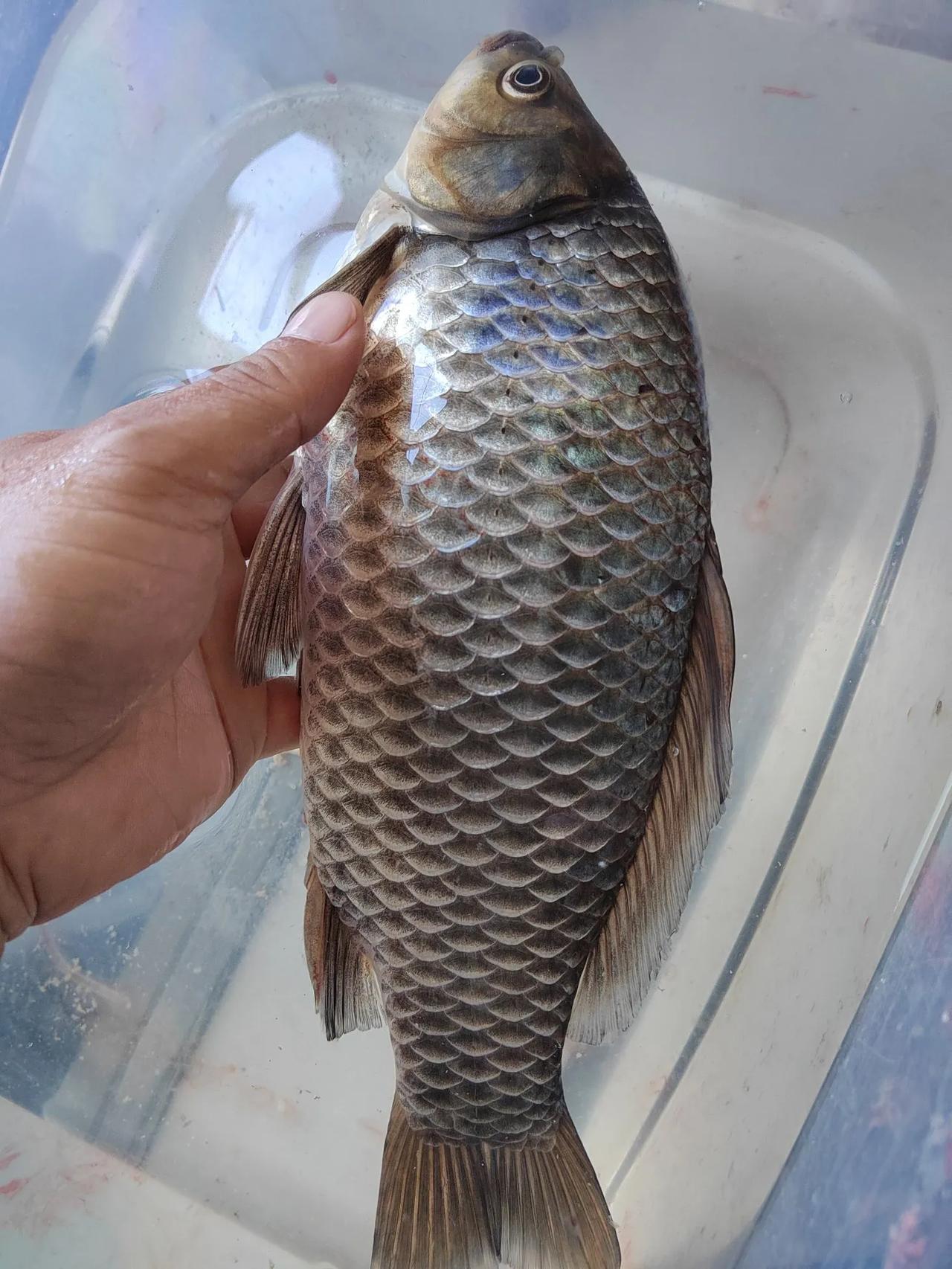 冬季钓鲫鱼，饵料选择很关键。
 
冬季鲫鱼需要更多的蛋白质来补充能量，荤饵是很好