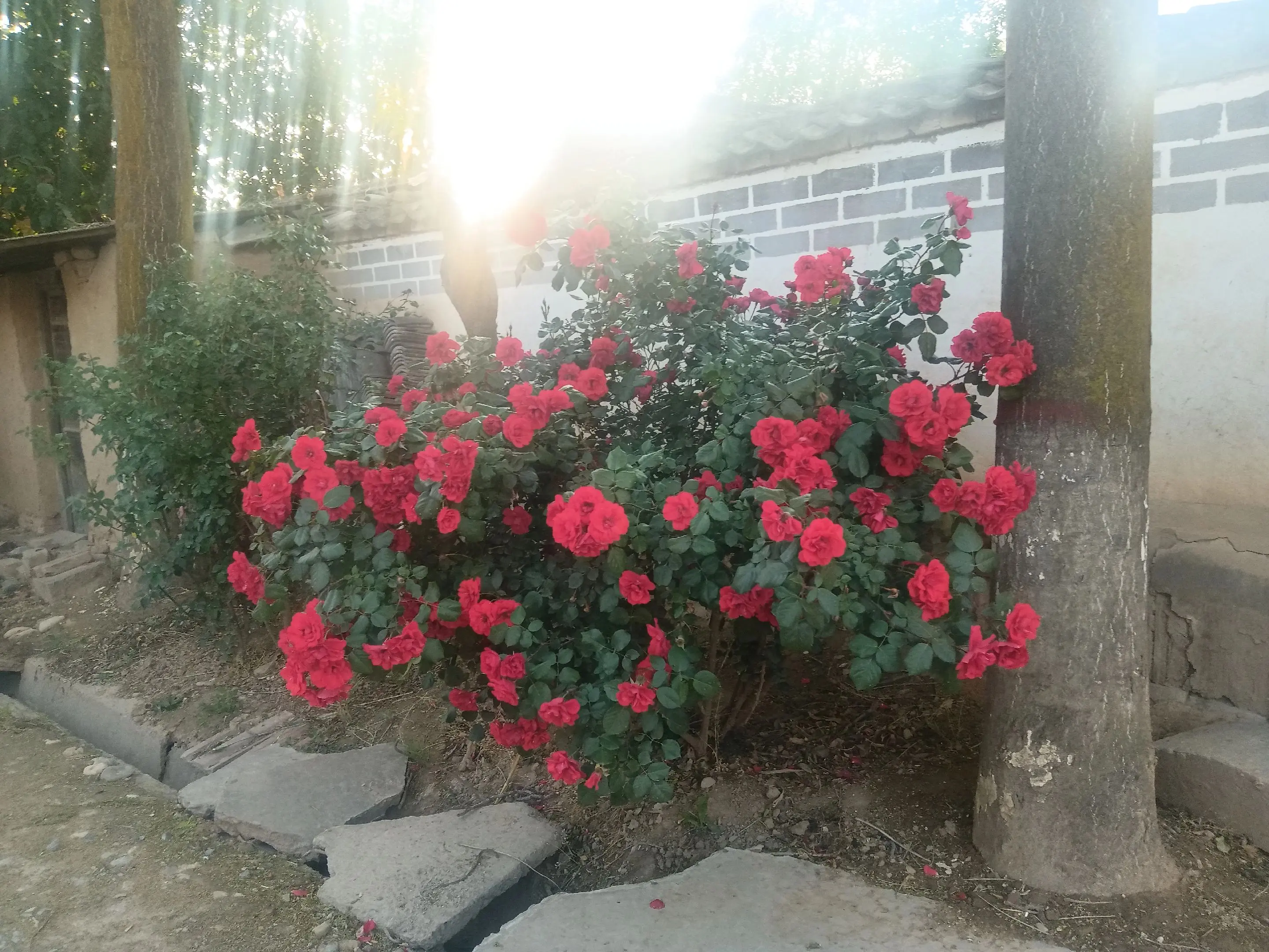 一花独放不是春，百花齐放春满园。