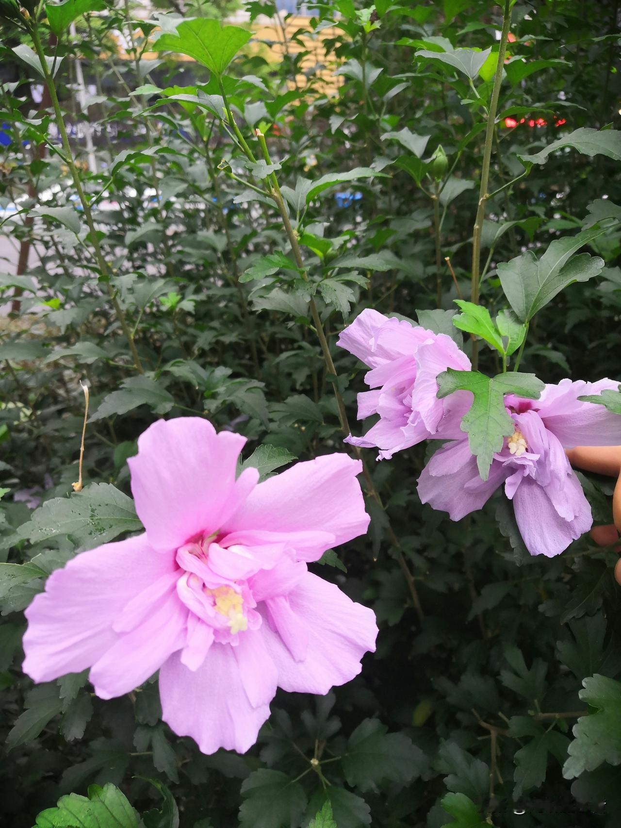 《木槿花韵》
 
街角的木槿，在绿意间绽放出淡紫的温柔。层层花瓣如轻纱叠就，在微