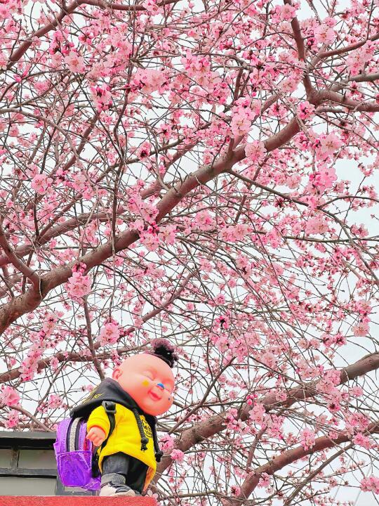 3.7live实况 十里堡桃花栈道春天一起上春山