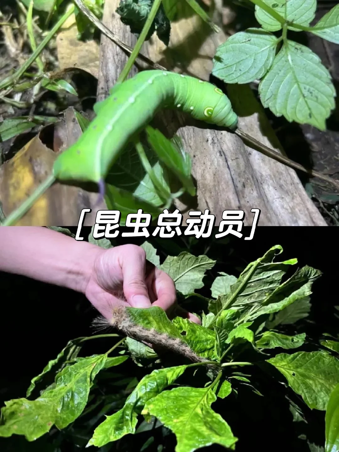 中科院植物园日游+夜游，夜间探访🐞