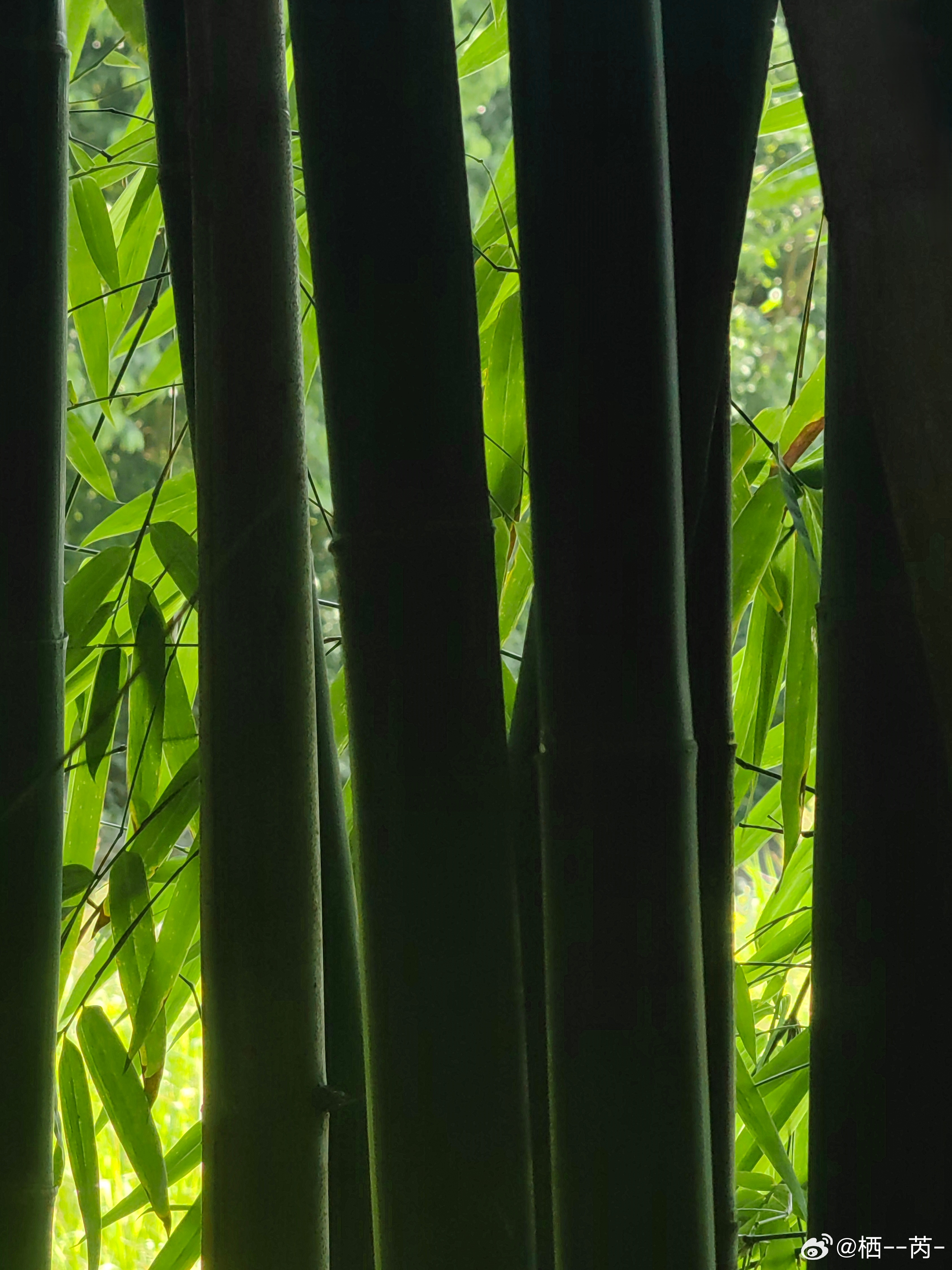 🍃🌿 