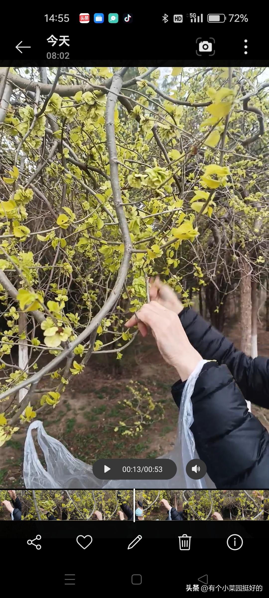 分享我这周有趣的事：撸榆钱，回家准备做苦累