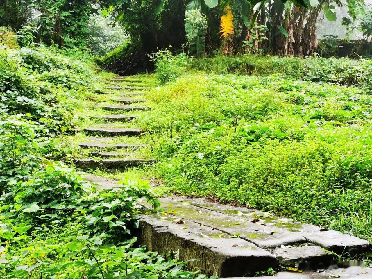 雨中的寨上古道