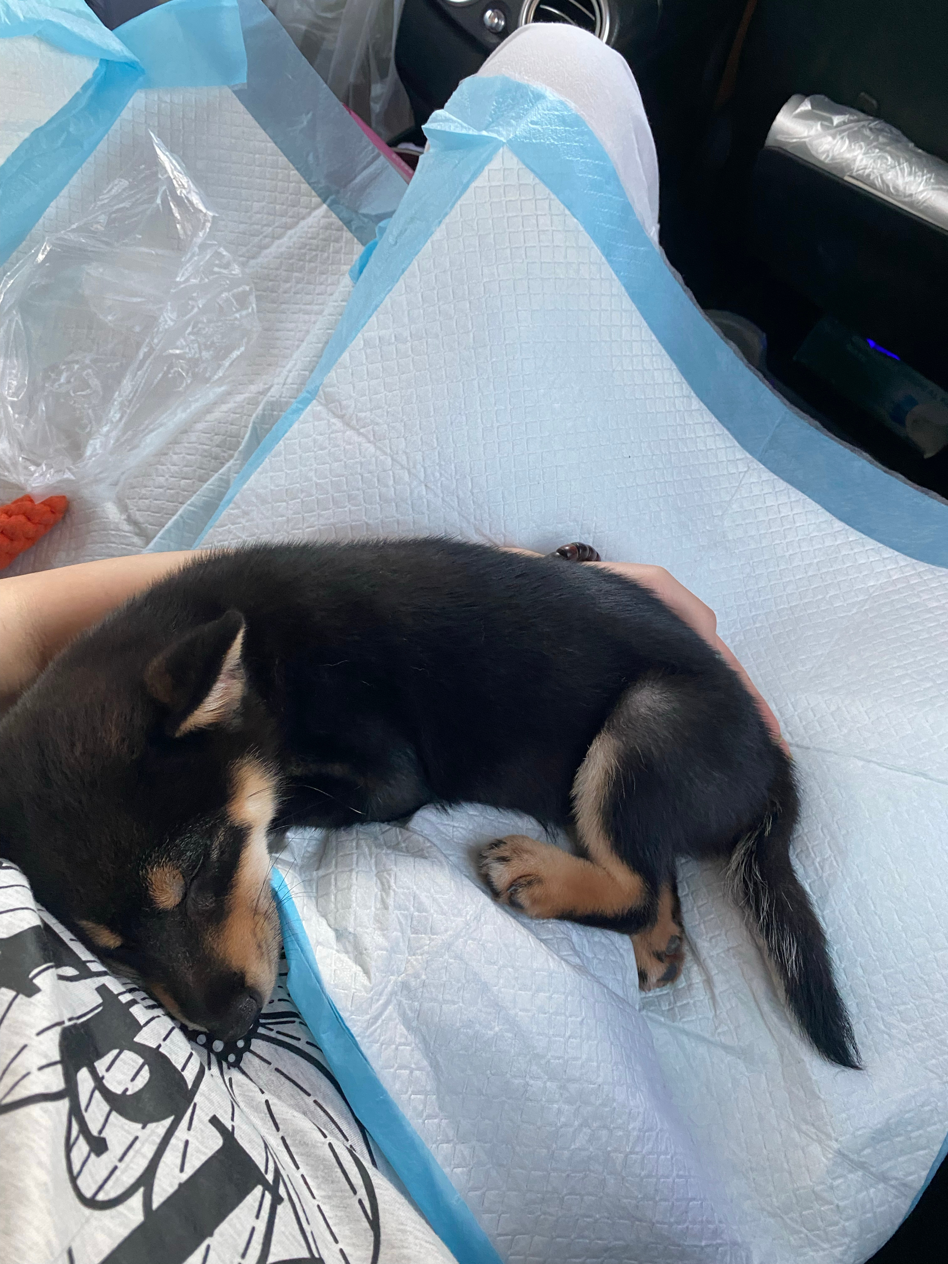 晕车小狗 下午终于不晕了 ​​​