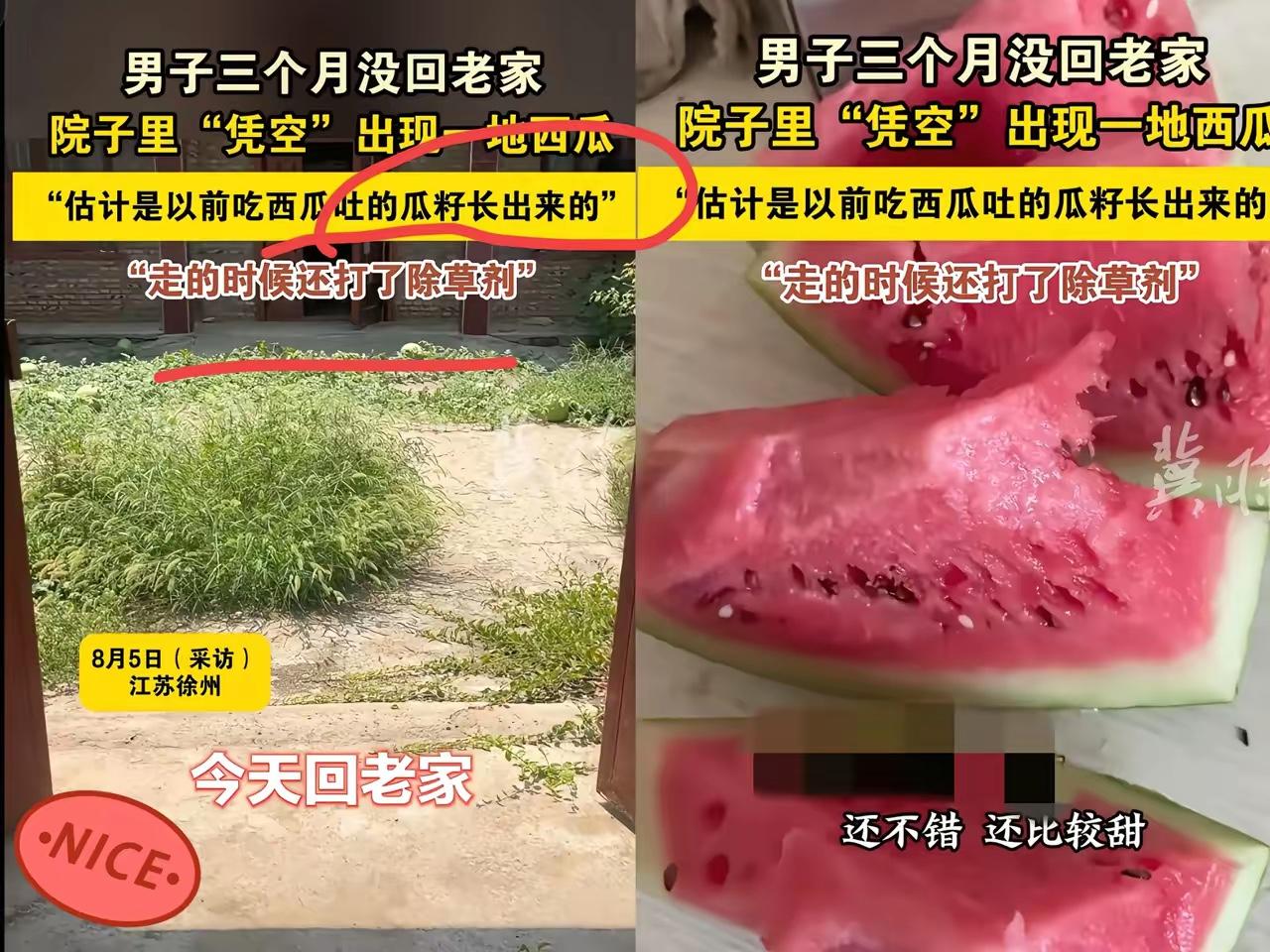 谁懂啊！
江苏徐州一男子出门3个月，还洒除草剂想防野草生长，结果回家院子长满西瓜