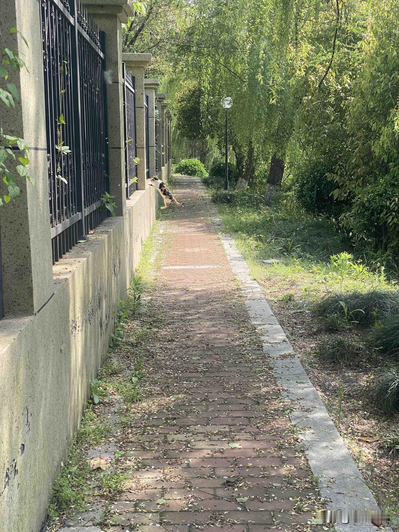 南浔古镇的流浪猫，有些陪伴在钓鱼人身边，钓鱼人都会喂鲜鱼的猫儿吃，猫咪吃饱了就睡