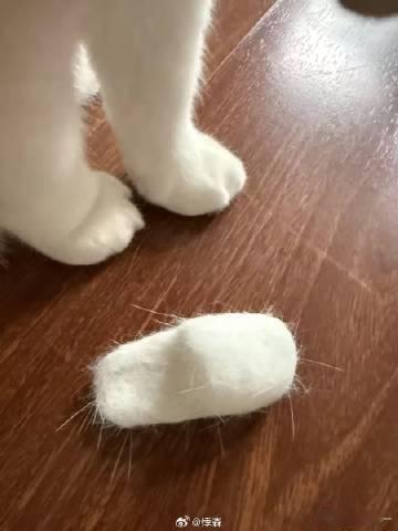 一下子跟掉毛的小猫和解了 家里到处都是猫毛早就习惯了，学着别人把猫毛收集起来动手