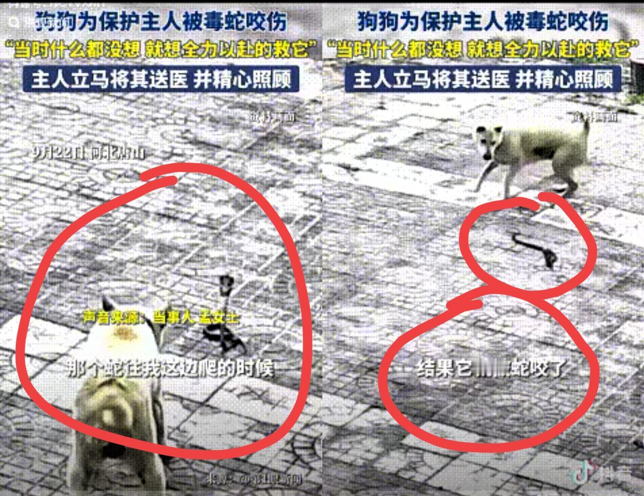 “忠犬救主具象化了！”
一女子正在休息时，狗狗突然狂叫不止，准备呵斥它时，忽然看