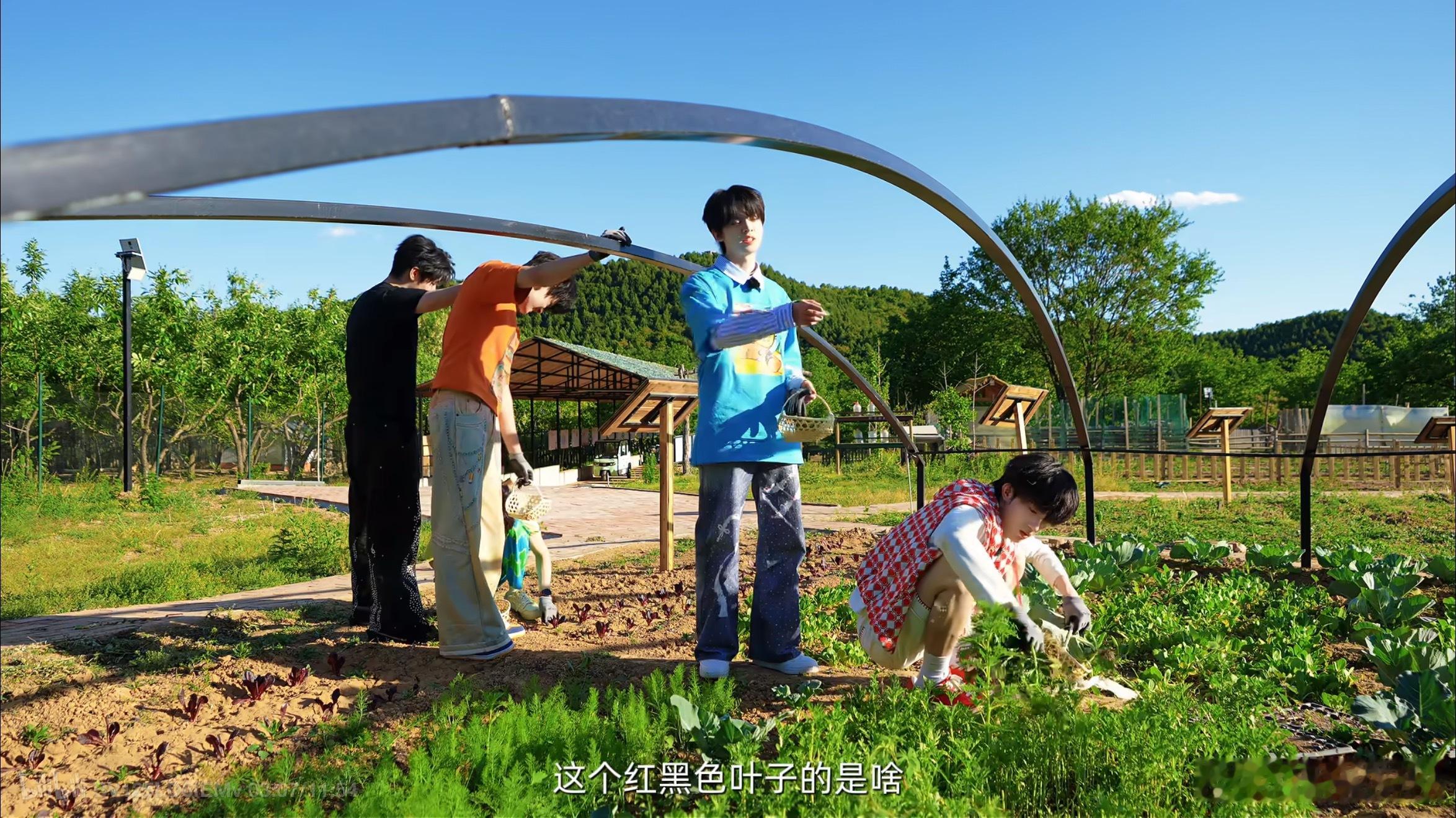 笑死我了这四个主机行菜地观光五分钟我宝宝哼哧哼哧扯了根小苗 