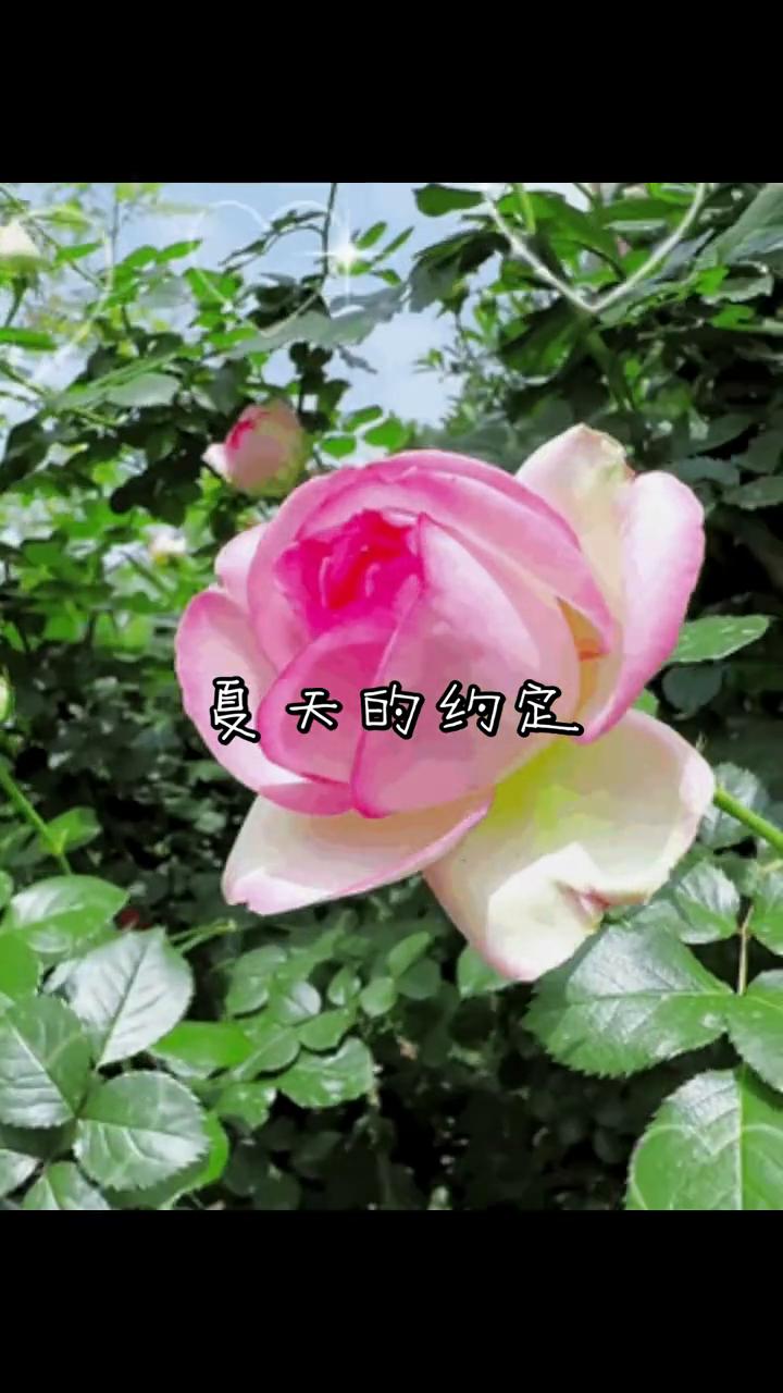夏天的约定。