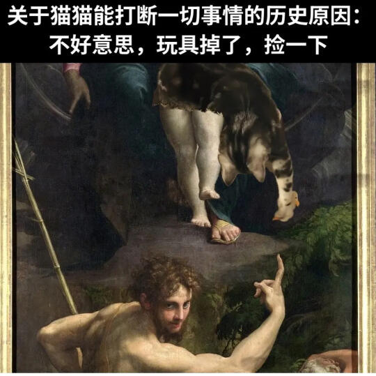 关于小猫的梗图🦴