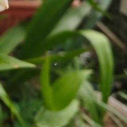 百合的种植方法百合用疏松腐殖土，种球秋季种植，覆土为种球2倍高度。栽后浇透水，放