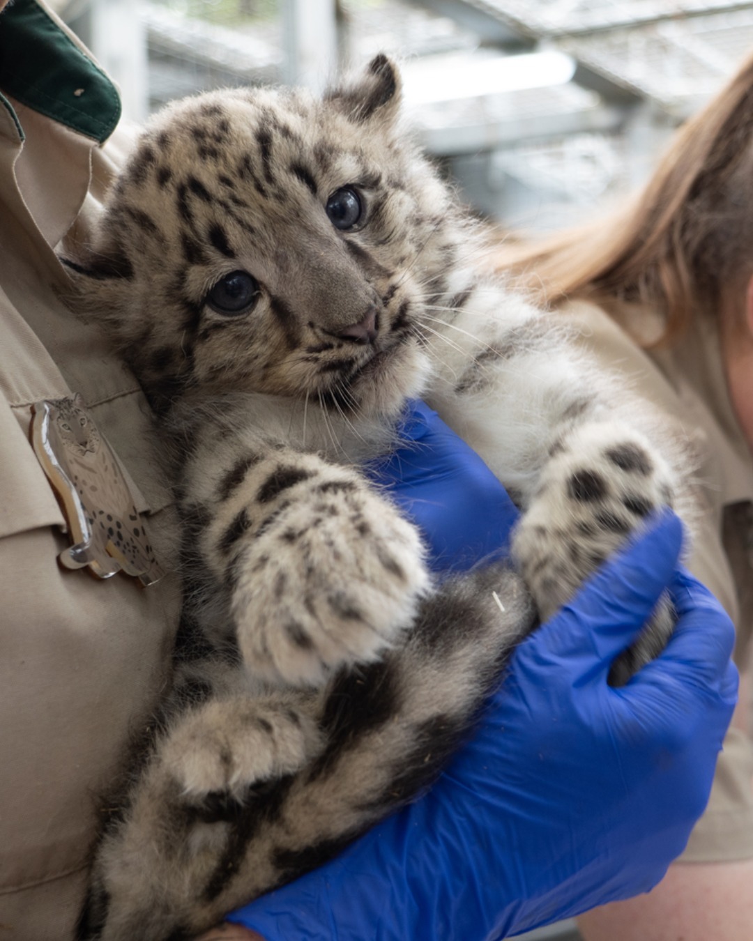 澳大利亚的墨尔本动物园，近日迎来了他们的4位雪豹崽崽~2个女孩2个男孩~名字分别