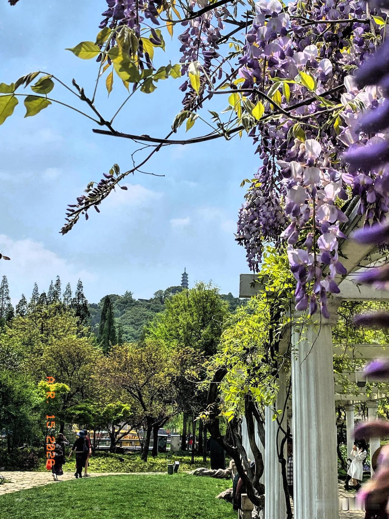 上方山紫藤花也已盛开了，山顶的千年楞伽塔又高又远。