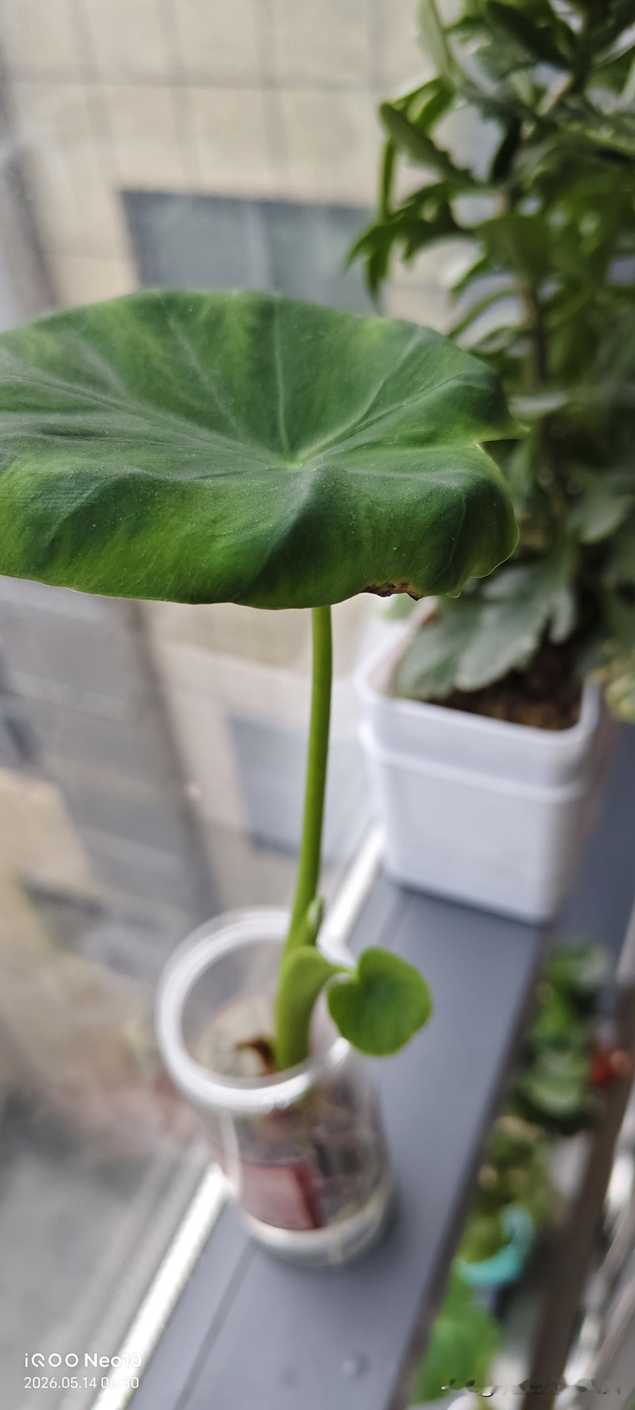 今天早上吃过早上饭，25床的和我说，小杨，我礼拜天就要出院回家了，这检查指标各项