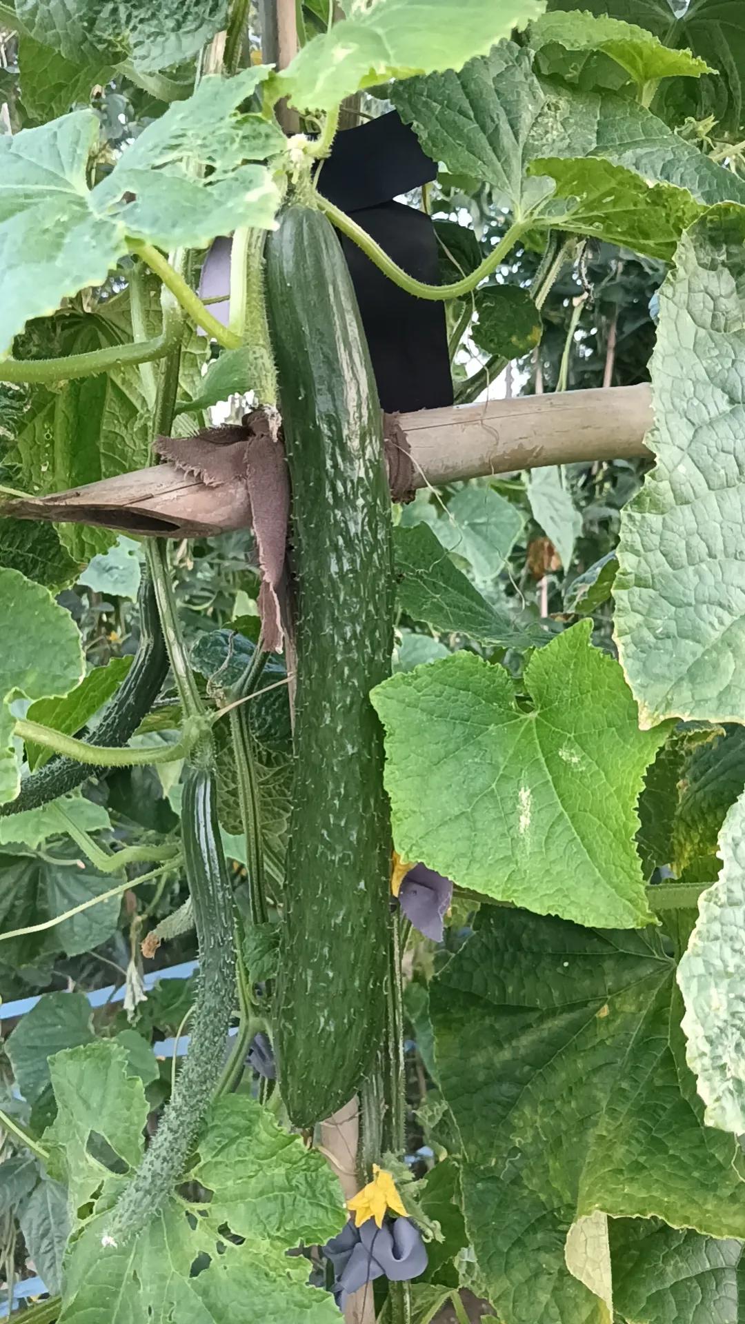 夏日生活打卡季感觉不久的将来我要回来了，哈哈