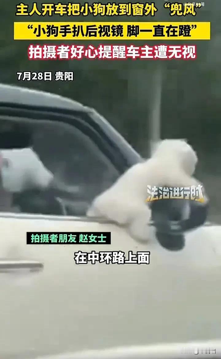 没见过这么不负责任的主人！近日，贵州贵阳一名女子发视频称，自己开车在中环路上时，