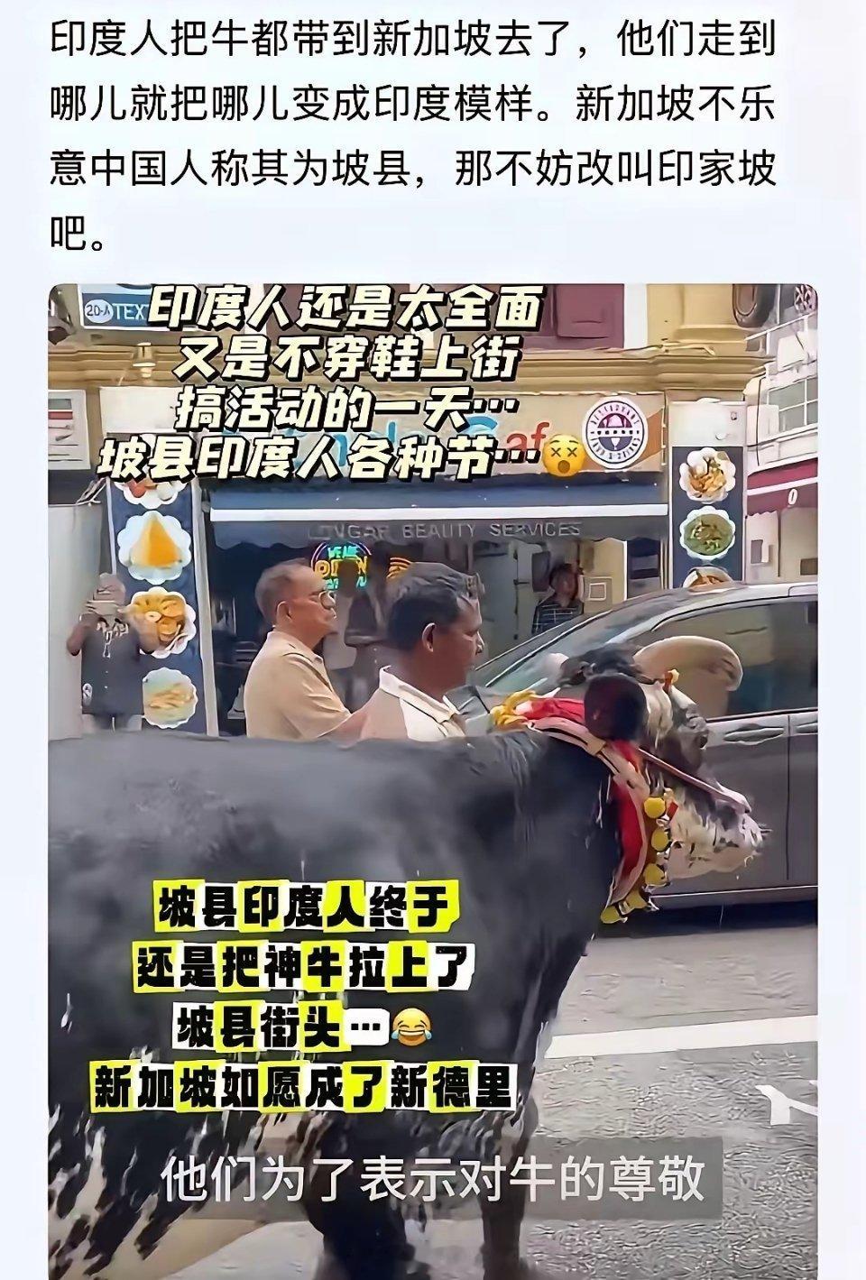 印度人终于把牛拉到了新加坡的大街上！看来印度人是铁了心要把新加坡变成印家坡，变成
