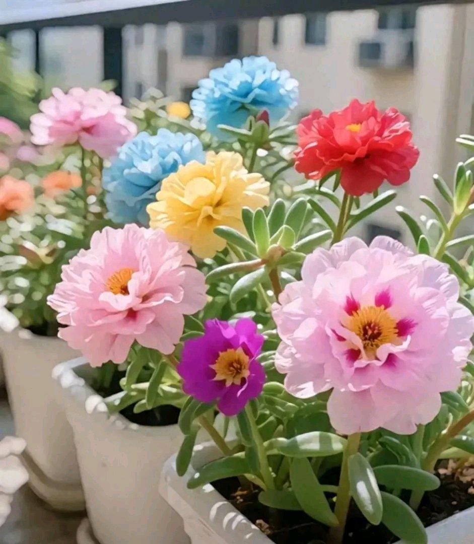 40岁了，和前夫过了十年都没孩子，离了婚和男朋友有了孩子，前夫却跑来要求复婚，这