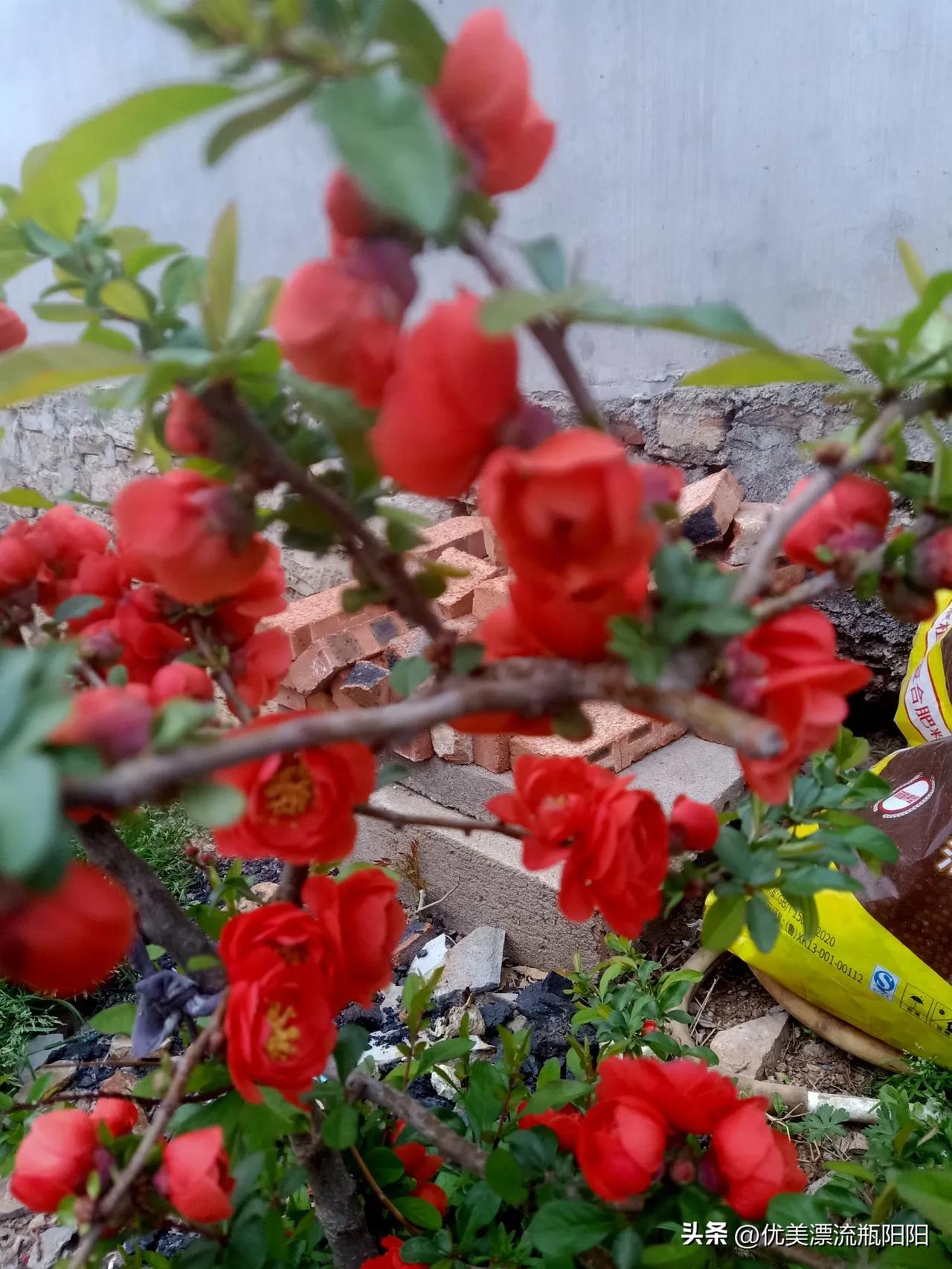 晒出你的本地生活我家的桃花漂亮吗？欢迎大家游玩，亨受春天的美好！[呲牙]