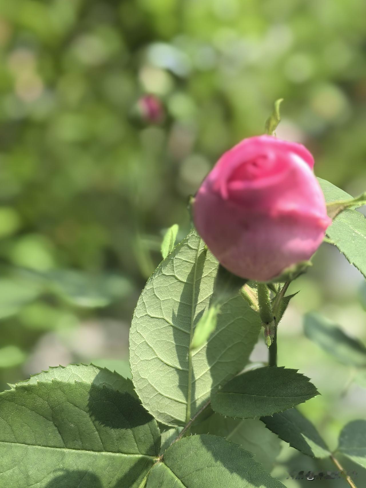 生活的好的，富裕的，有成就的一定是那些相对聪明的，强壮的，漂亮的，家族基因强大的