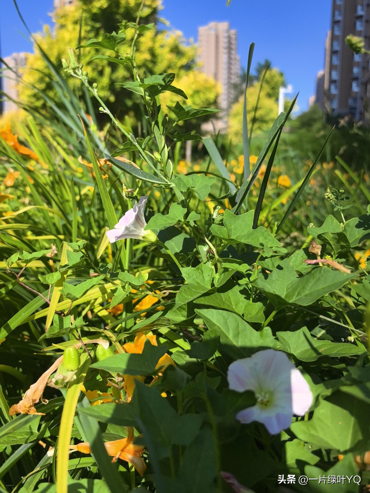 夏日生活打卡季车流隔在围墙之外，风穿过枝叶，把喧嚣揉碎成细碎阴凉。长椅上放空的人