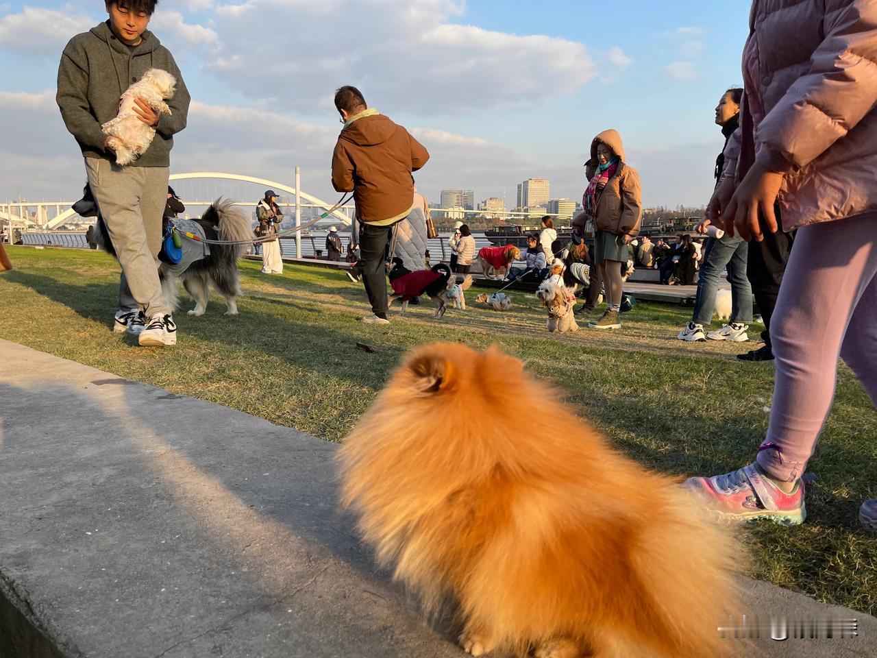 徐汇滨江遛狗带宠物的人太多了。
       上个星期天，也就是12月8日，上海