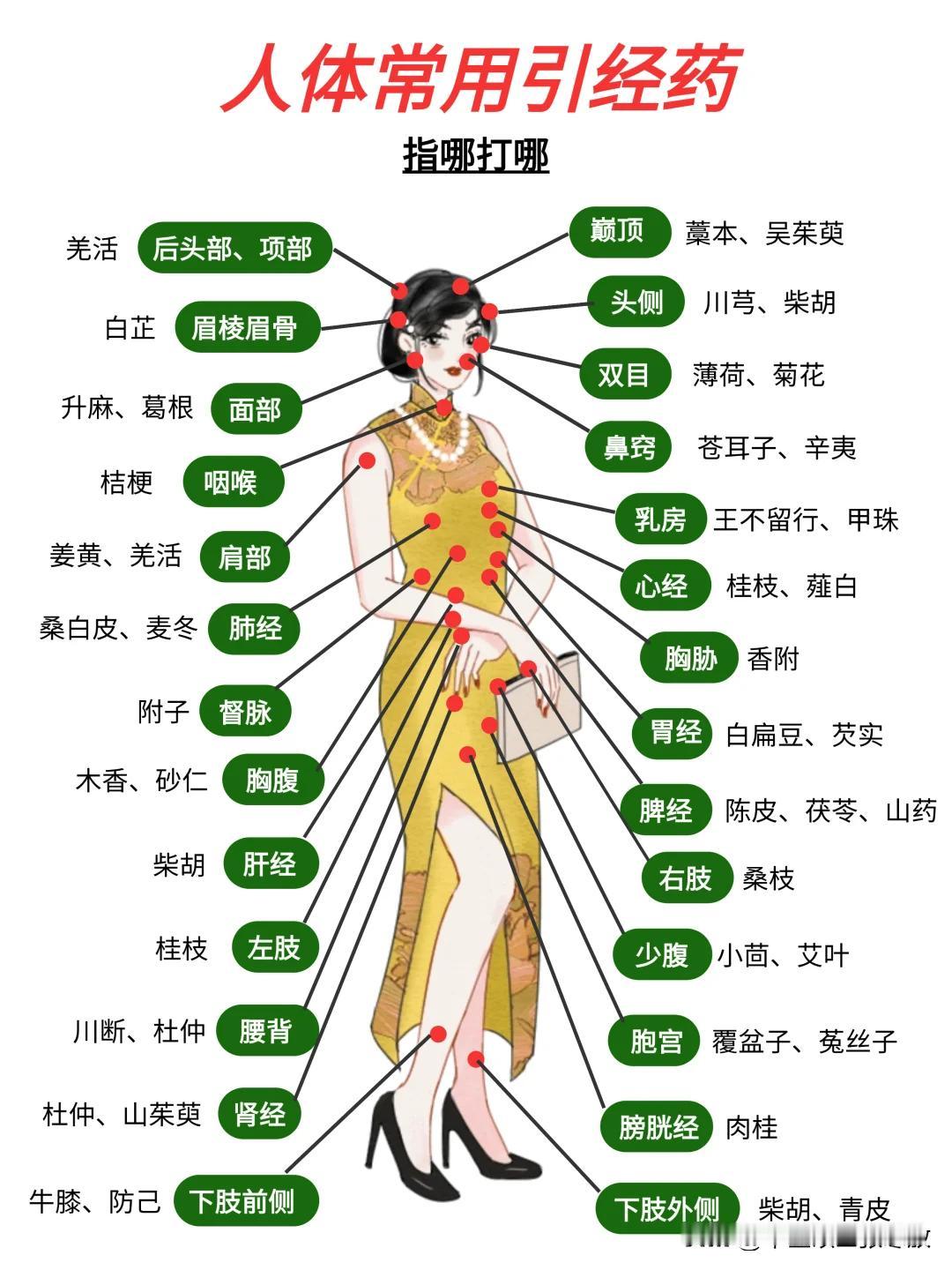 建议收藏🔥人体常用引经药，指哪打哪……

所谓引经药呢？简单来说，它就像是向导