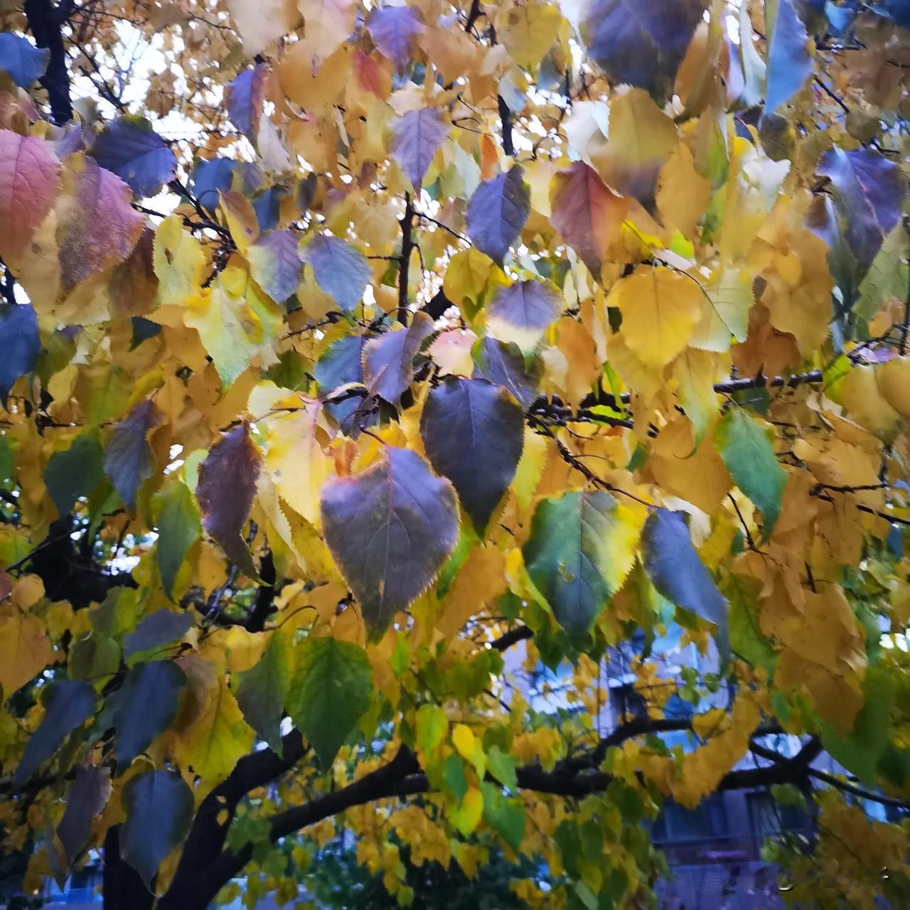离家三千里，寒来且不知，
乡愁飞回日，正是见君时。
短短一周，疲惫满身，在天府机
