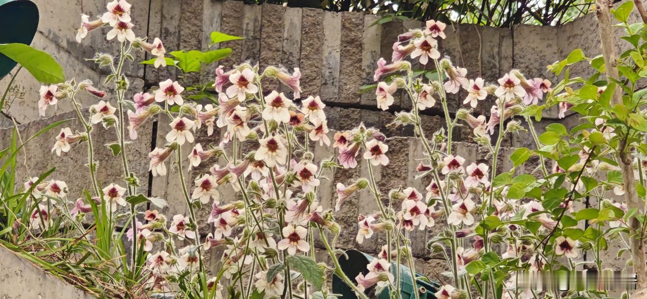 上联：倚窗听风风有意。
下联：凭栏观雨雨无晴。