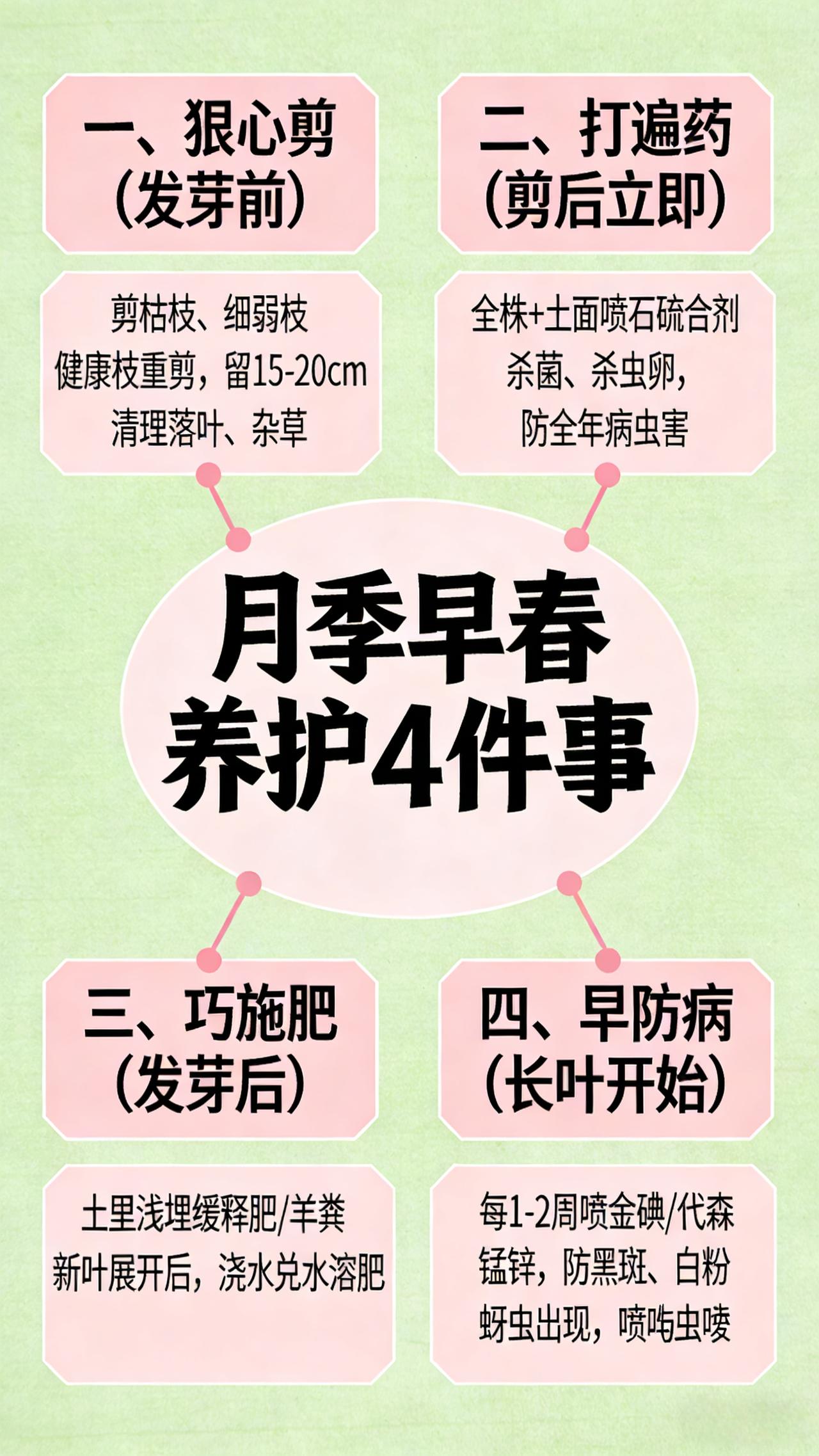 月季早春4件事，做对爆花一整年！月季养护 养花技巧 月季