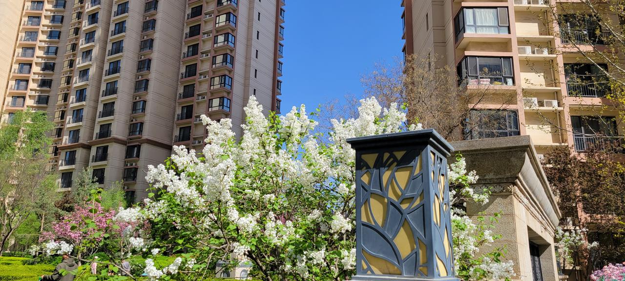 今天看到的“兰州蓝”格外纯粹，就像眼前的花儿一样，令人陶醉。