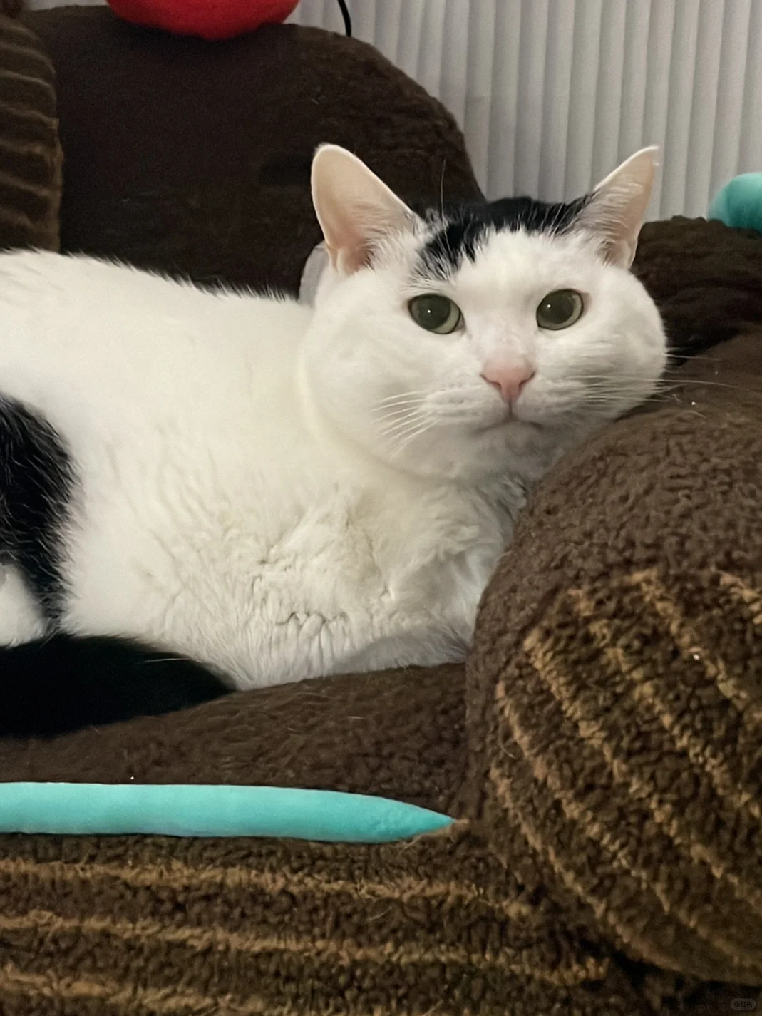 哦莫这是谁家的八岁小奶猫啊