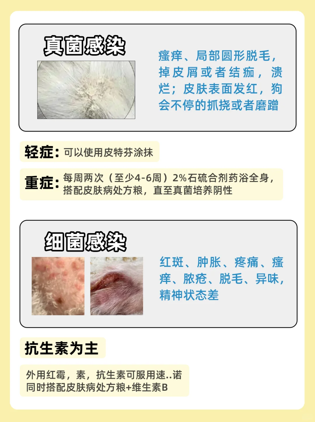 狗狗皮肤病常发部位以及在家处理用药大全✅