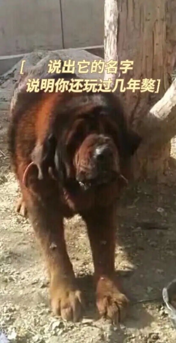 梦中情犬