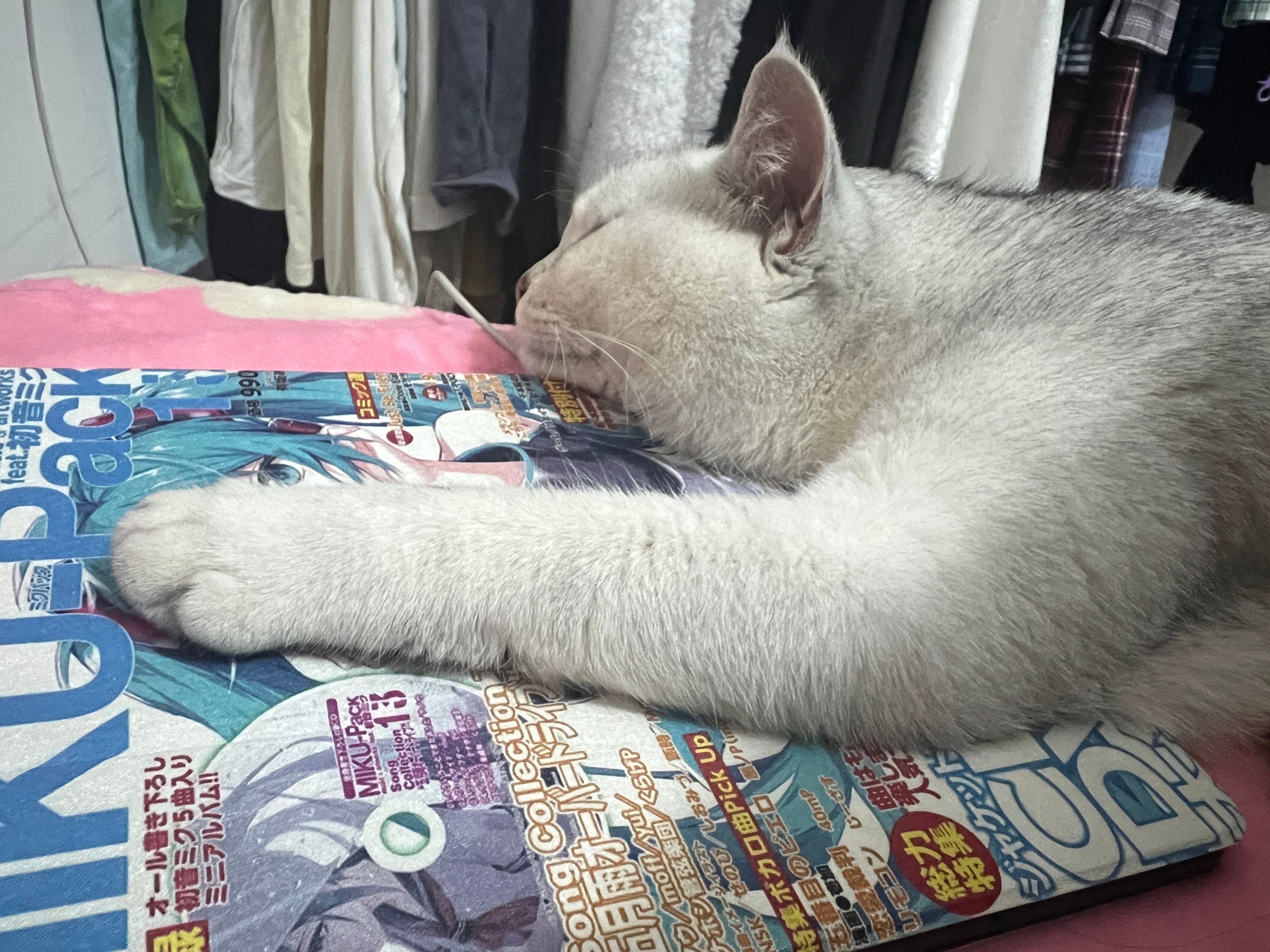 枕边猫 ​​​