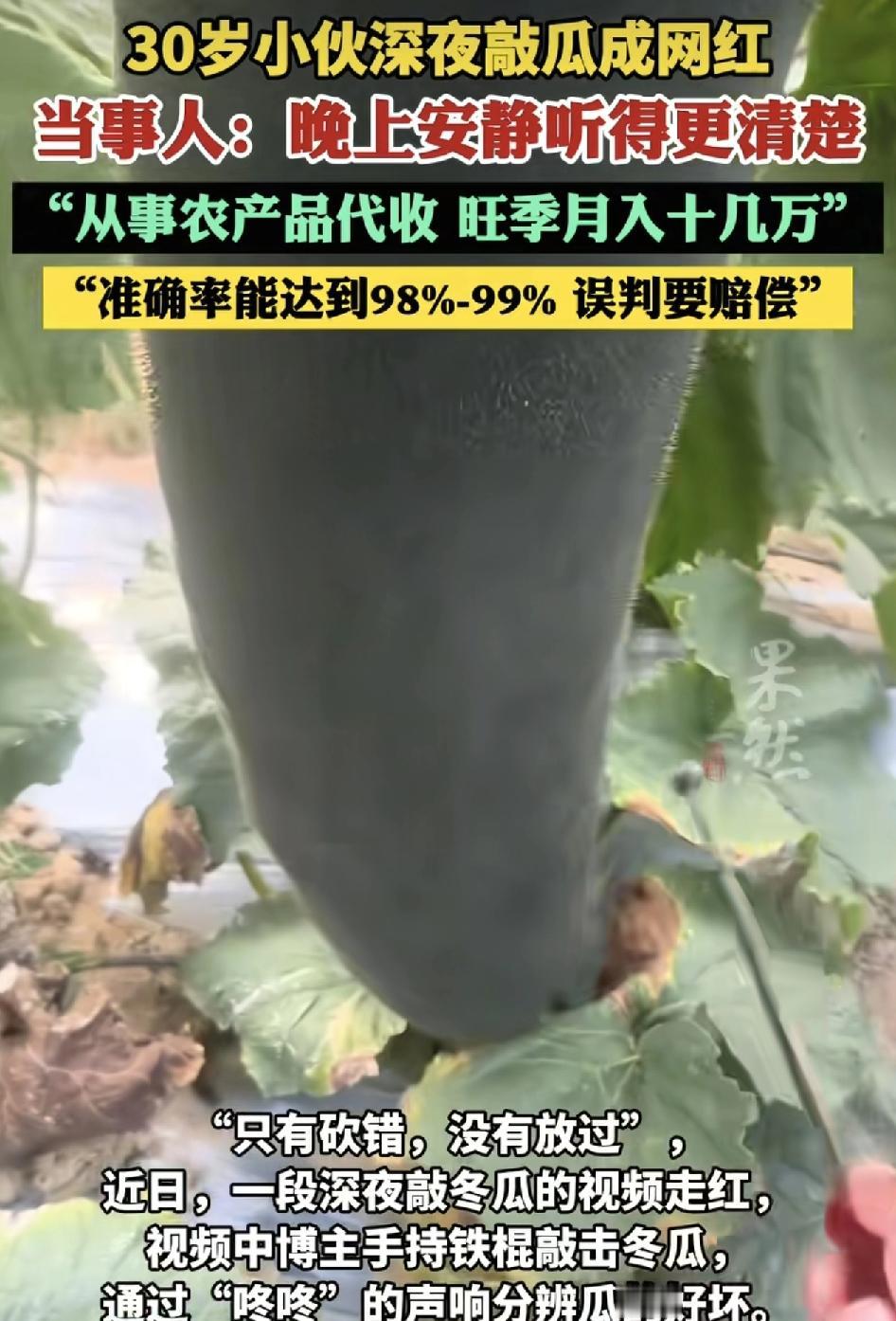 30岁的江苏南通男子在海南做冬瓜与南瓜的代收工作。最近他晚上在地里敲瓜的视频在网