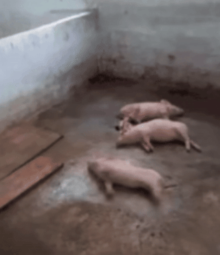 每次以为只是孩子二度尴尬期 睡一觉/分散注意力就好了 今天再看难受得哞哞叫 我的