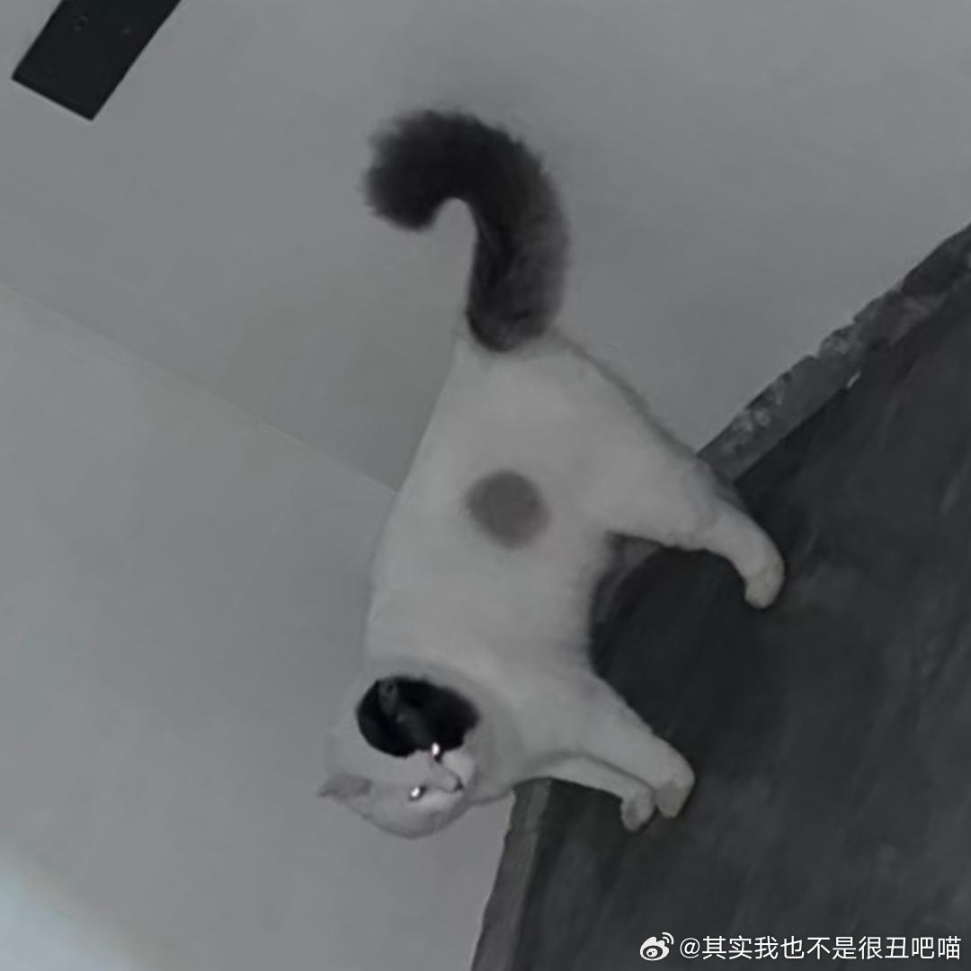 50514【丑猫】？ 