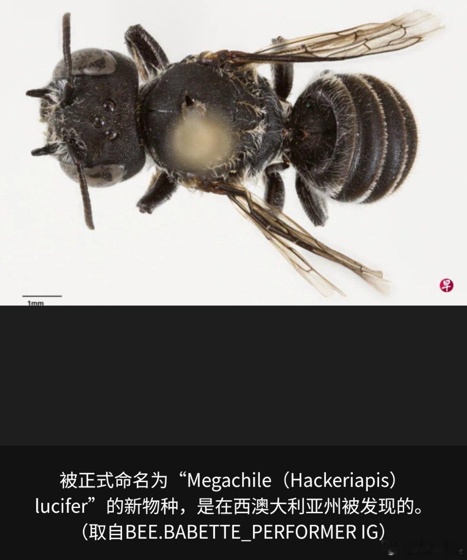 澳洲20余年首现新蜂种，科学家吁关注未命名物种保护。澳大利亚西澳大利亚州近日发现
