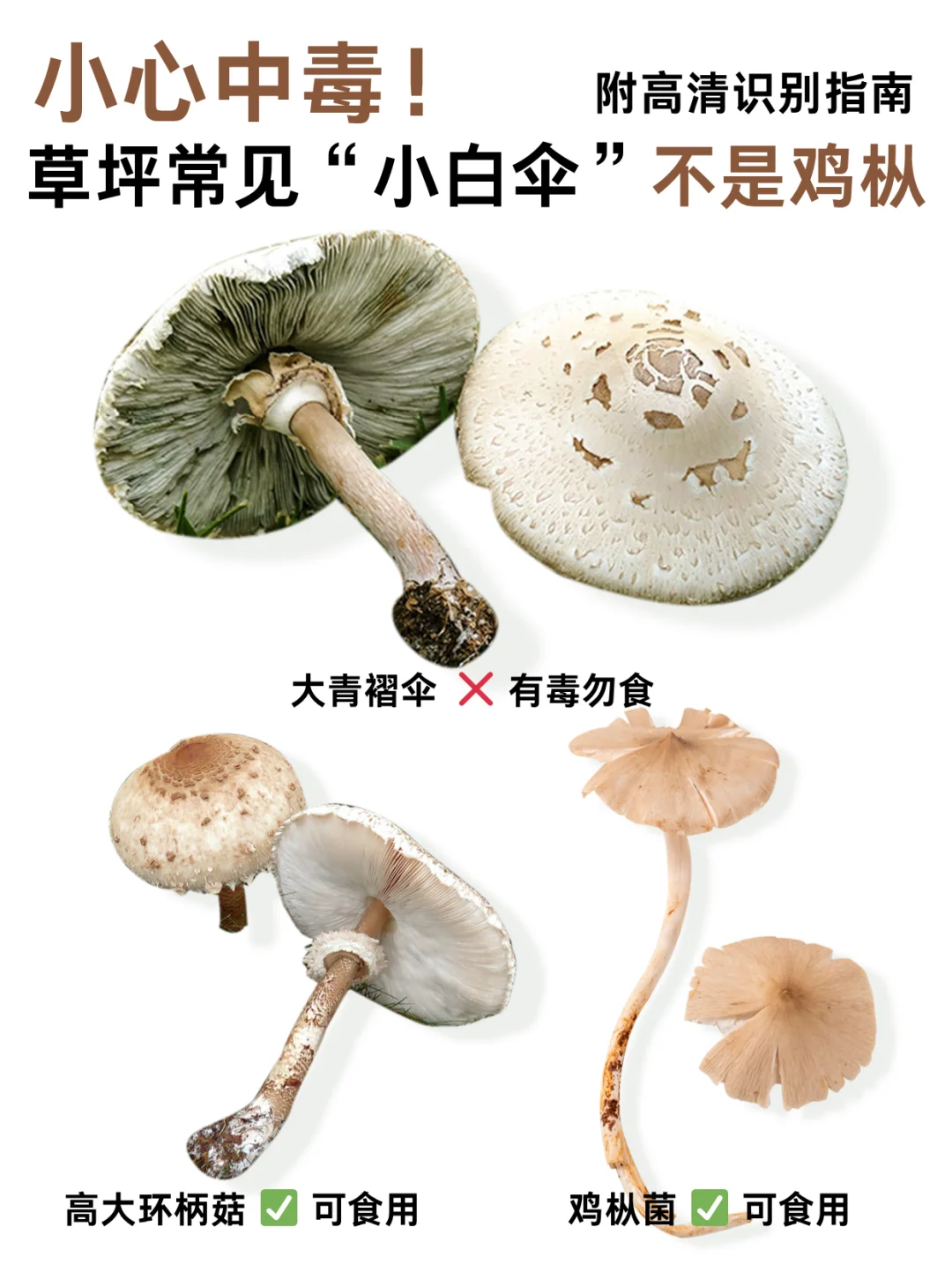 小心中毒！草丛常见的“小白伞”不是鸡枞！