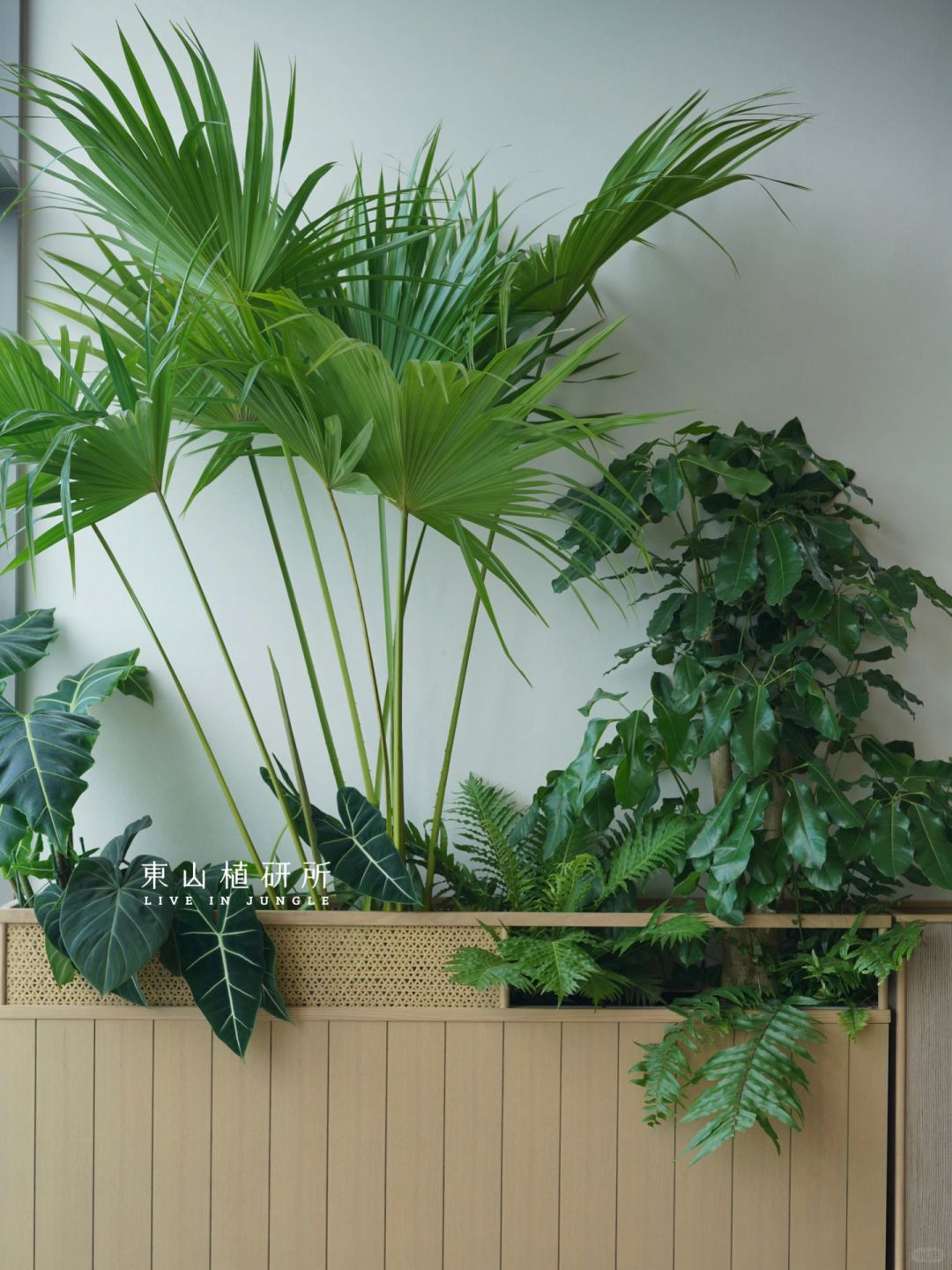 植物花箱|清新森系氛围感 室内绿植🪴