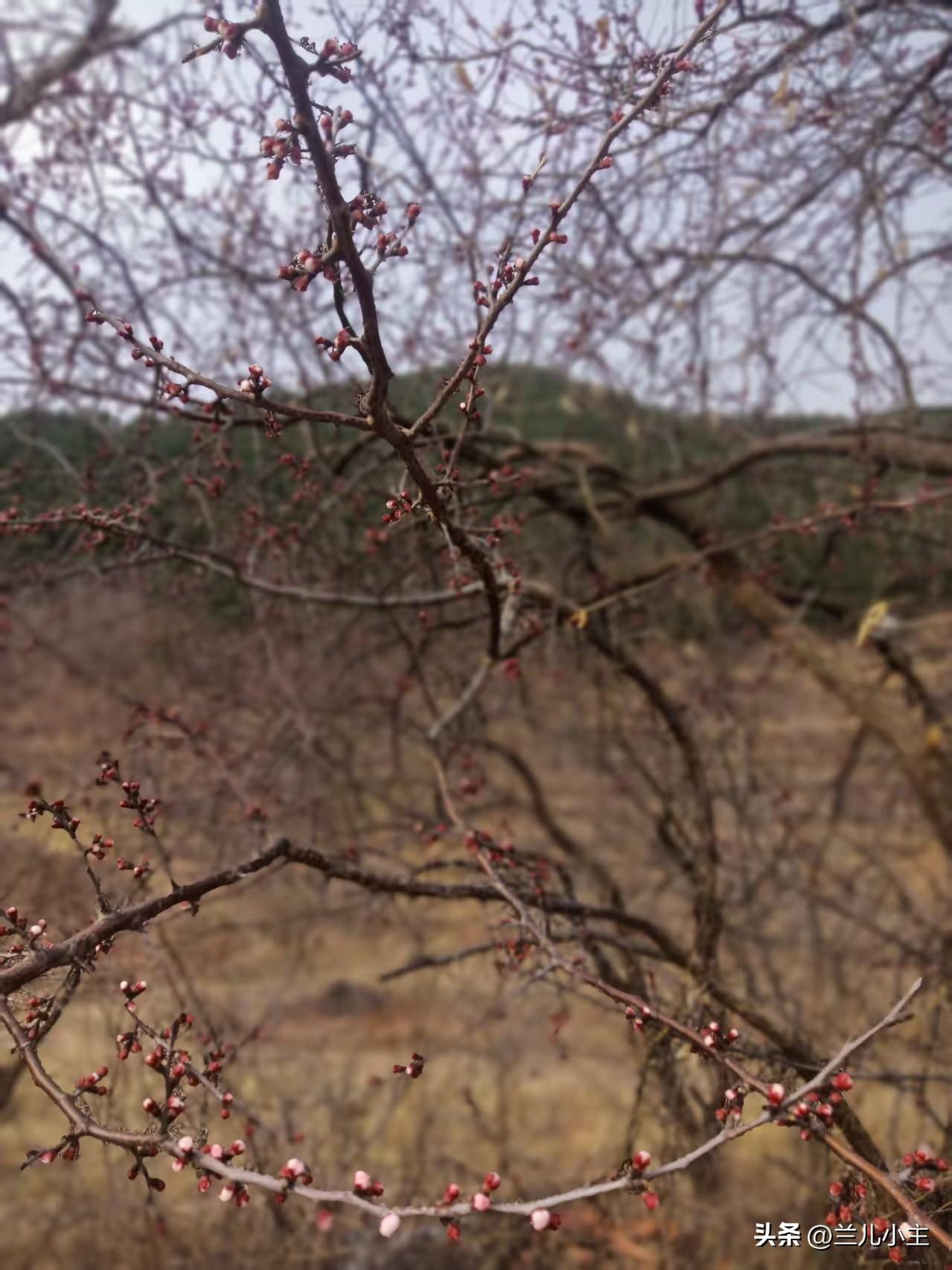 感觉一年没休息几天，又要干活了。俗话说，春种秋收。春天一定要努力，要起早了，花一