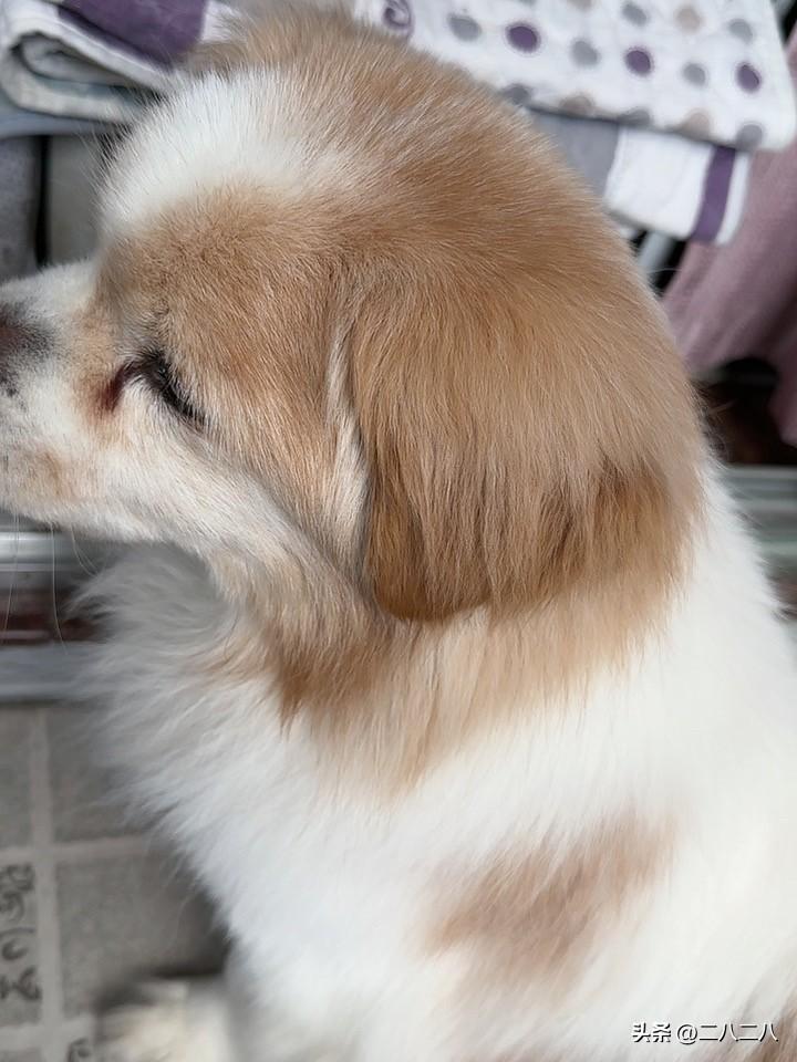 我家小狗十八岁，有人问，你家狗狗经常洗澡吗？它的毛发看着干净清爽漂亮，是怎么做到