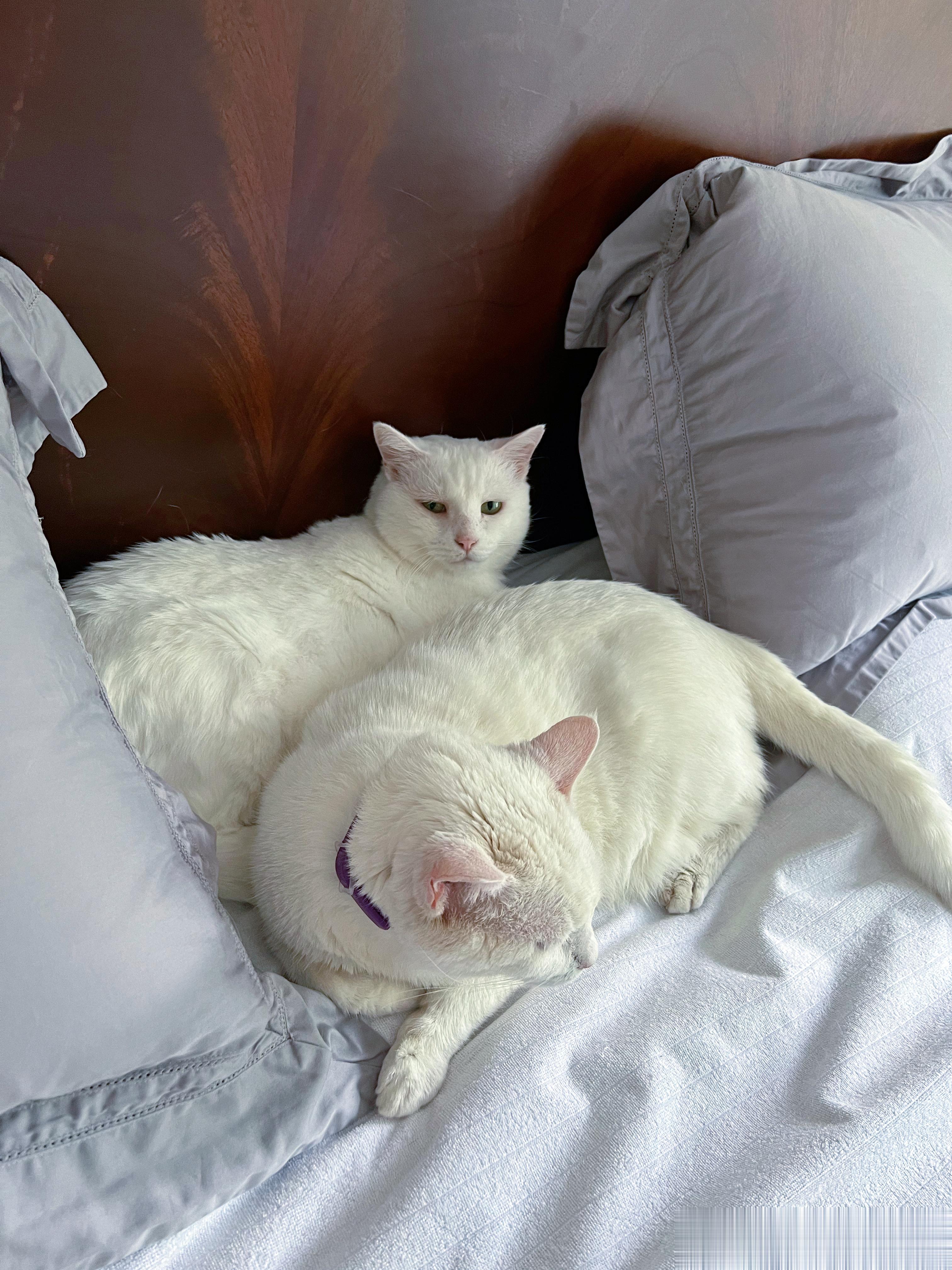大热天的，你们几个男猫挤在一起不热吗[费解] ​​​