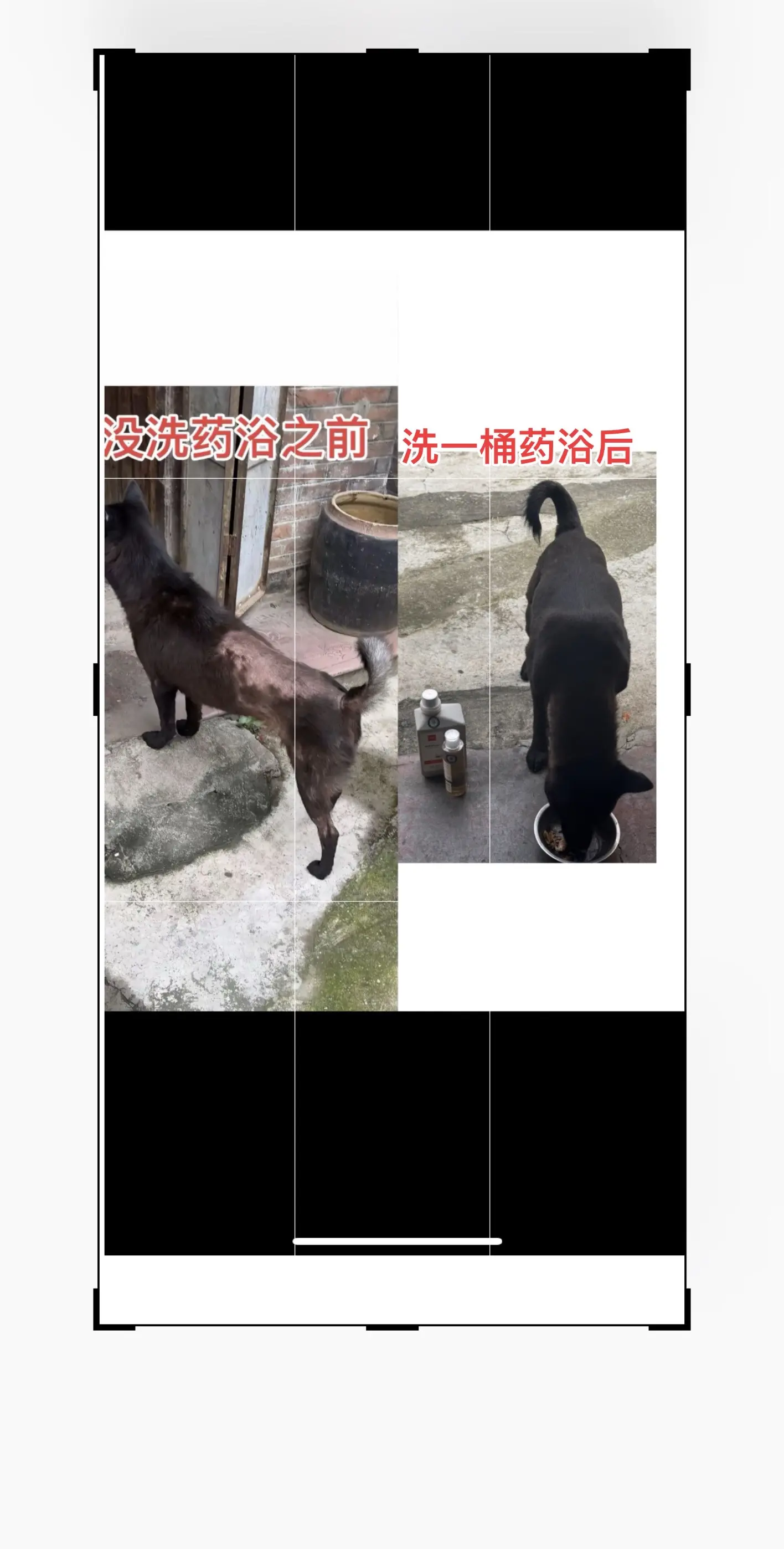 大家还记得我们邻居家的大黑狗吗？他之前有严重的皮肤问题，背后的毛都掉光...
